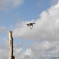 Belted Kingfisher in Flight