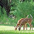 Twin Fawns