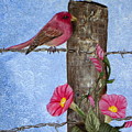 Purple Finch and Morning Glories