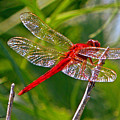 Red Dragonfly