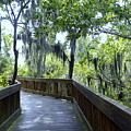 Shady Boardwalk