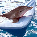 Winter the Dolphin